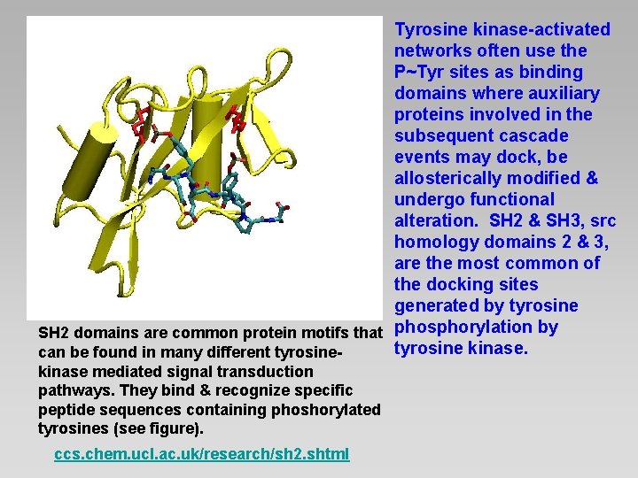 Tyrosine kinase-activated networks often use the P~Tyr sites as binding domains where auxiliary proteins