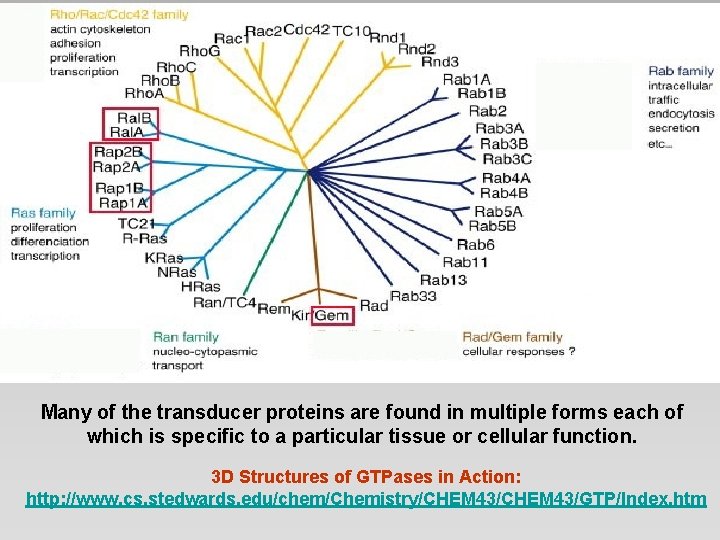 Many of the transducer proteins are found in multiple forms each of which is