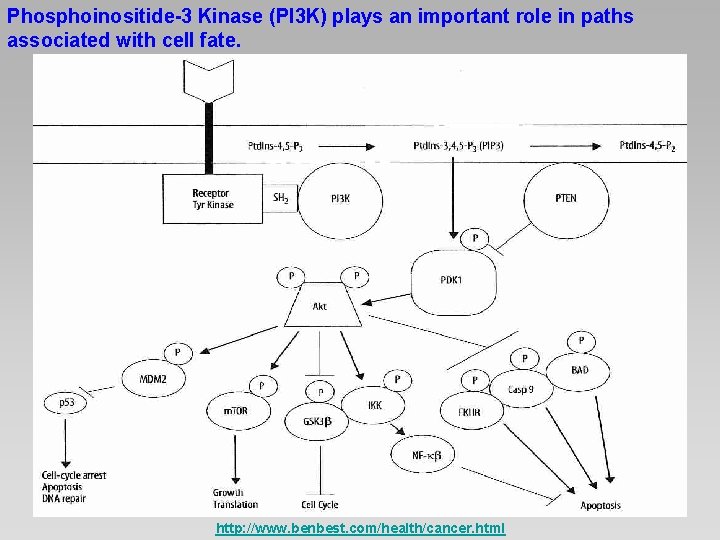 Phosphoinositide-3 Kinase (PI 3 K) plays an important role in paths associated with cell