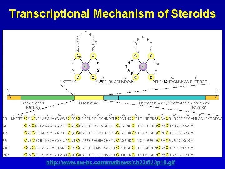 Transcriptional Mechanism of Steroids http: //www. aw-bc. com/mathews/ch 23/fi 23 p 16. gif 