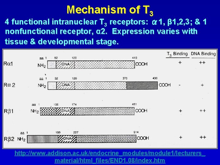 Mechanism of T 3 4 functional intranuclear T 3 receptors: α 1, β 1,