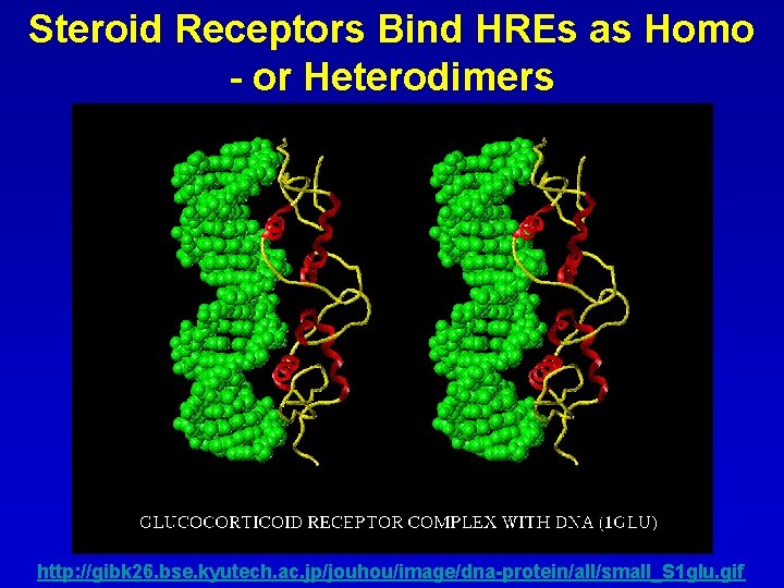 Steroid Receptors Bind HREs as Homo - or Heterodimers http: //gibk 26. bse. kyutech.