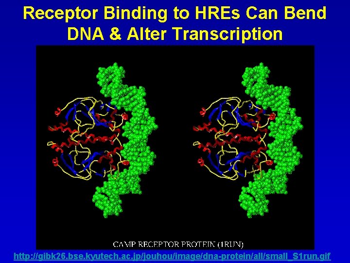 Receptor Binding to HREs Can Bend DNA & Alter Transcription http: //gibk 26. bse.