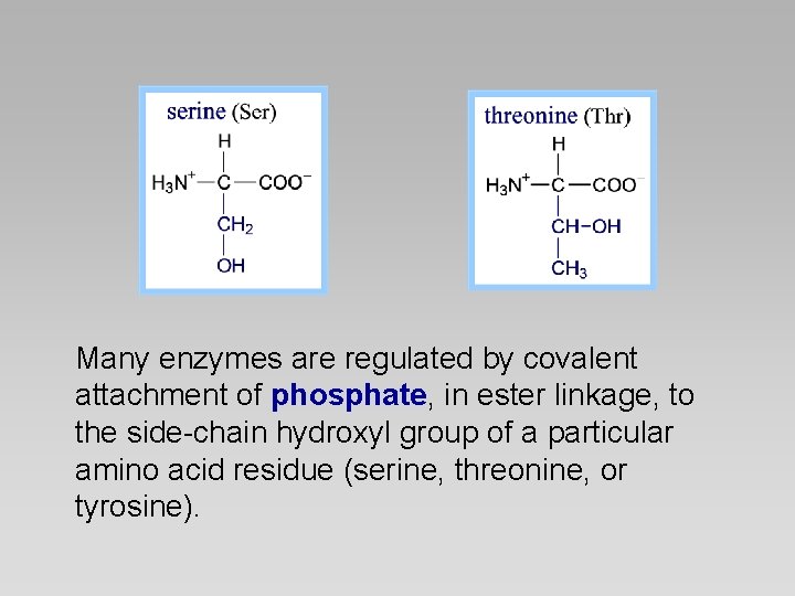 Many enzymes are regulated by covalent attachment of phosphate, in ester linkage, to the