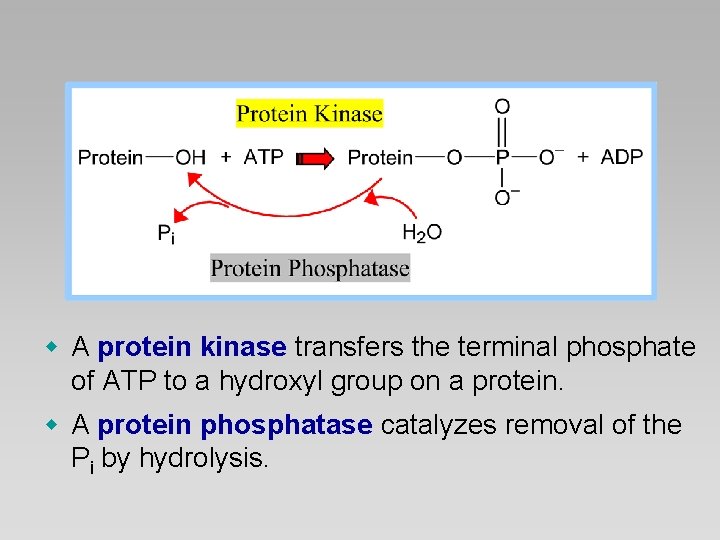 w A protein kinase transfers the terminal phosphate of ATP to a hydroxyl group