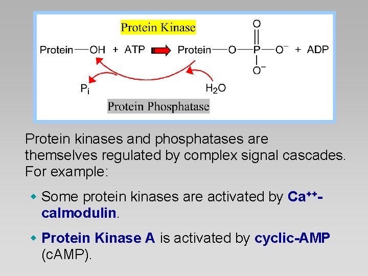 Protein kinases and phosphatases are themselves regulated by complex signal cascades. For example: w