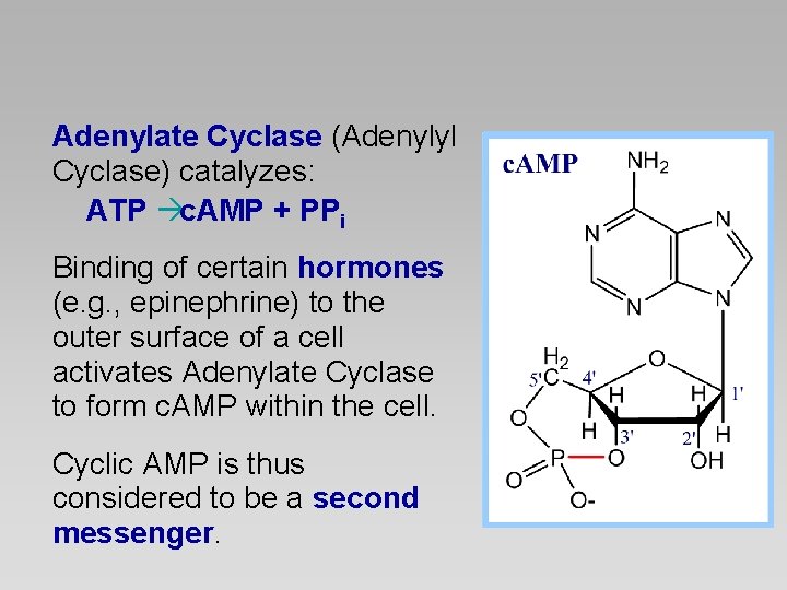 Adenylate Cyclase (Adenylyl Cyclase) catalyzes: ATP c. AMP + PPi Binding of certain hormones