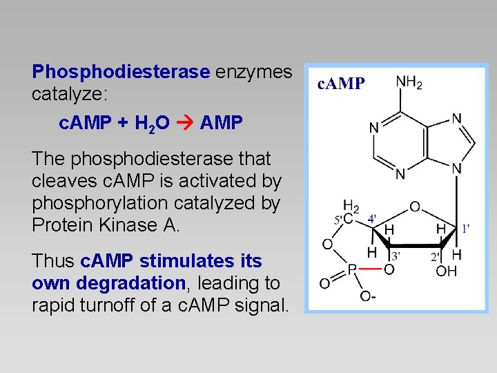 Phosphodiesterase enzymes catalyze: c. AMP + H 2 O AMP The phosphodiesterase that cleaves