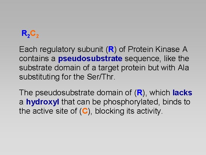  R 2 C 2 Each regulatory subunit (R) of Protein Kinase A contains