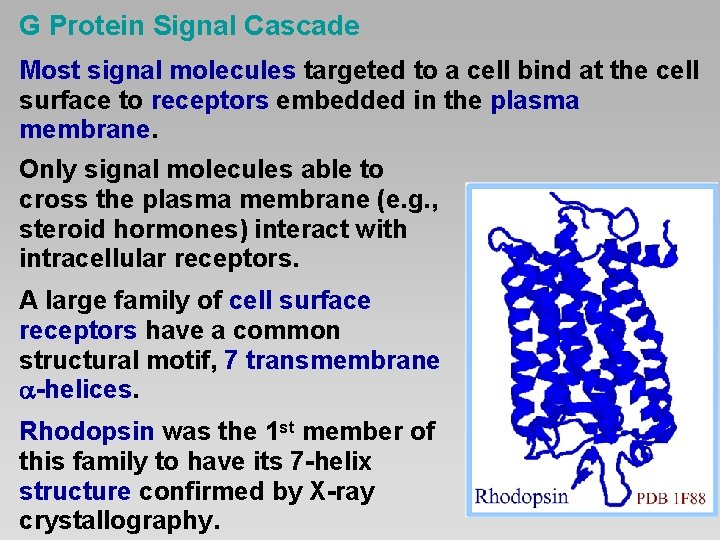 G Protein Signal Cascade Most signal molecules targeted to a cell bind at the