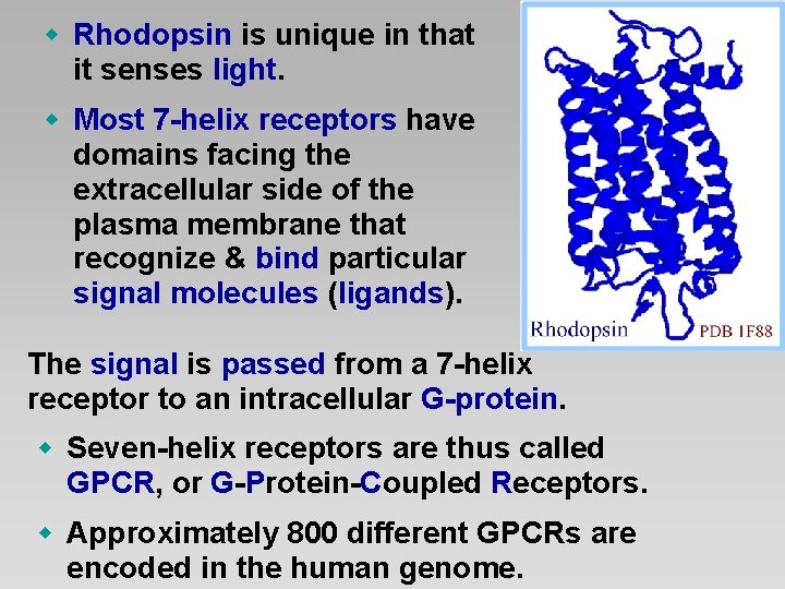 w Rhodopsin is unique in that it senses light. w Most 7 -helix receptors