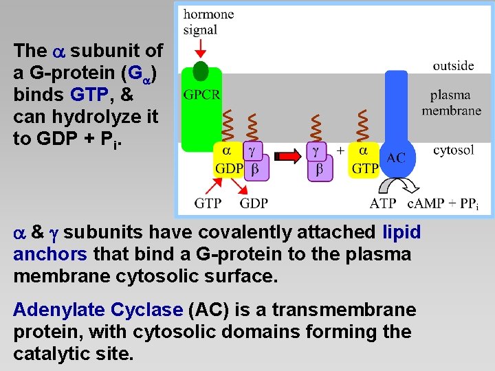 The subunit of a G-protein (G ) binds GTP, & can hydrolyze it to