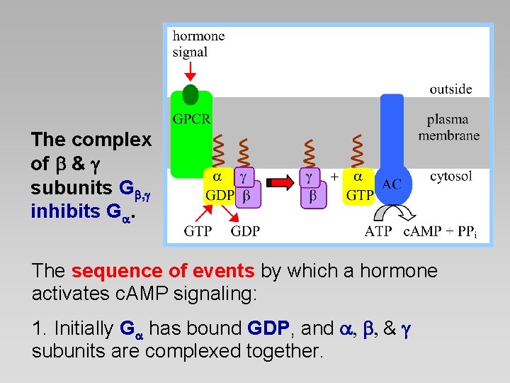The complex of & subunits G , inhibits G. The sequence of events by