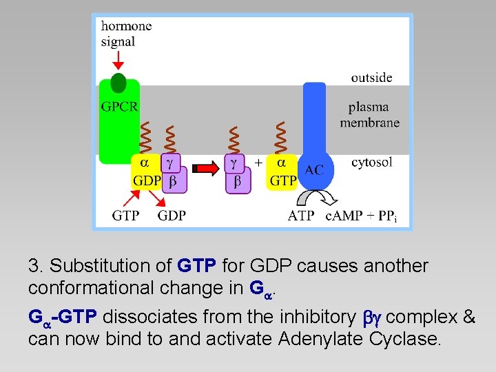 3. Substitution of GTP for GDP causes another conformational change in G. G -GTP