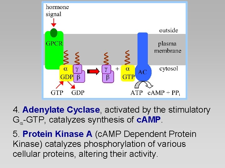 4. Adenylate Cyclase, activated by the stimulatory G -GTP, catalyzes synthesis of c. AMP.