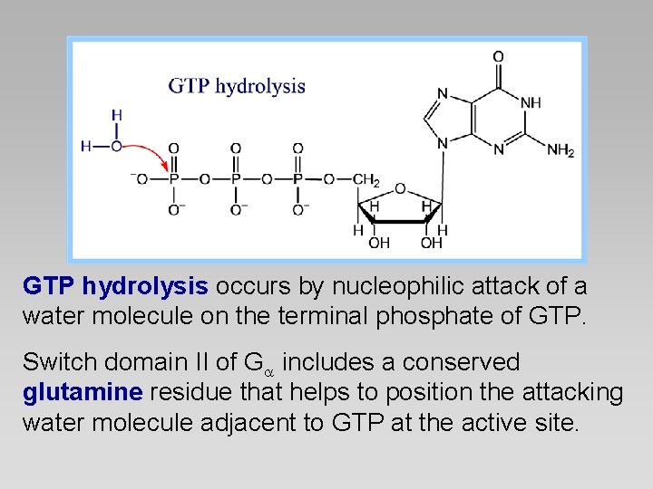GTP hydrolysis occurs by nucleophilic attack of a water molecule on the terminal phosphate