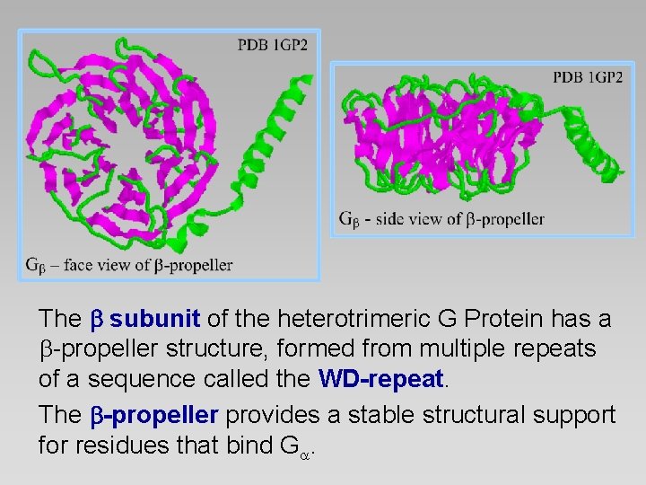 The subunit of the heterotrimeric G Protein has a b-propeller structure, formed from multiple