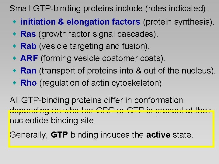 Small GTP-binding proteins include (roles indicated): w w w initiation & elongation factors (protein