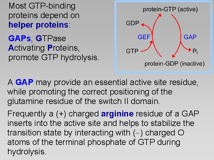 Most GTP-binding proteins depend on helper proteins: GAPs, GTPase Activating Proteins, promote GTP hydrolysis.