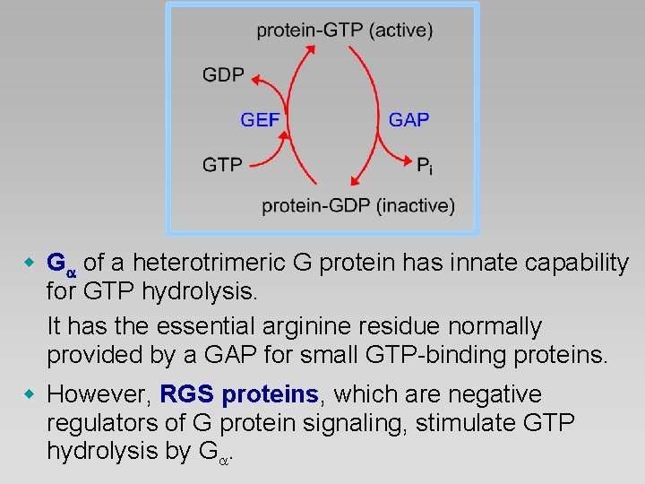w G of a heterotrimeric G protein has innate capability for GTP hydrolysis. It