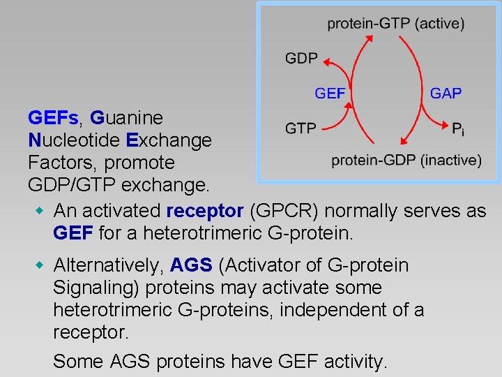 GEFs, Guanine Nucleotide Exchange Factors, promote GDP/GTP exchange. w An activated receptor (GPCR) normally