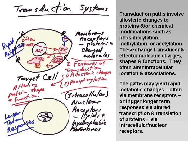 Transduction paths involve allosteric changes to proteins &/or chemical modifications such as phosphorylation, methylation,