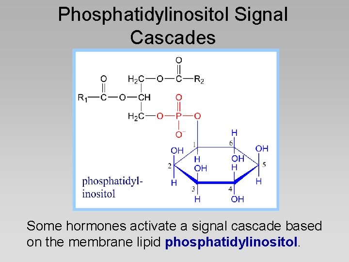 Phosphatidylinositol Signal Cascades Some hormones activate a signal cascade based on the membrane lipid