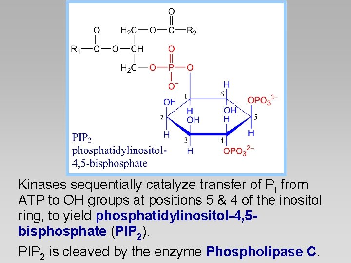 Kinases sequentially catalyze transfer of Pi from ATP to OH groups at positions 5