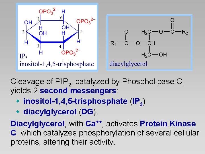 Cleavage of PIP 2, catalyzed by Phospholipase C, yields 2 second messengers: w inositol-1,