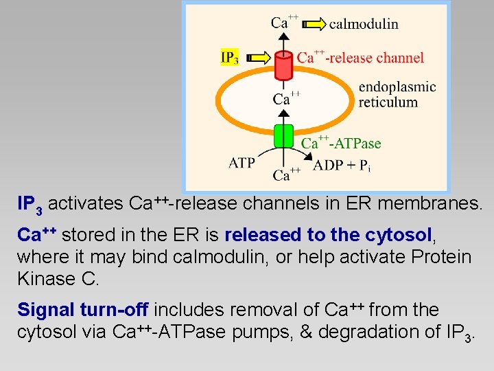 IP 3 activates Ca++-release channels in ER membranes. Ca++ stored in the ER is