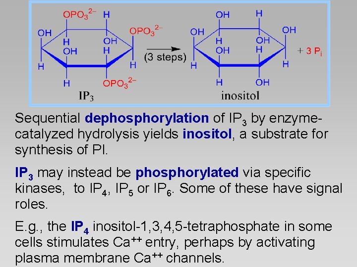 Sequential dephosphorylation of IP 3 by enzymecatalyzed hydrolysis yields inositol, a substrate for synthesis