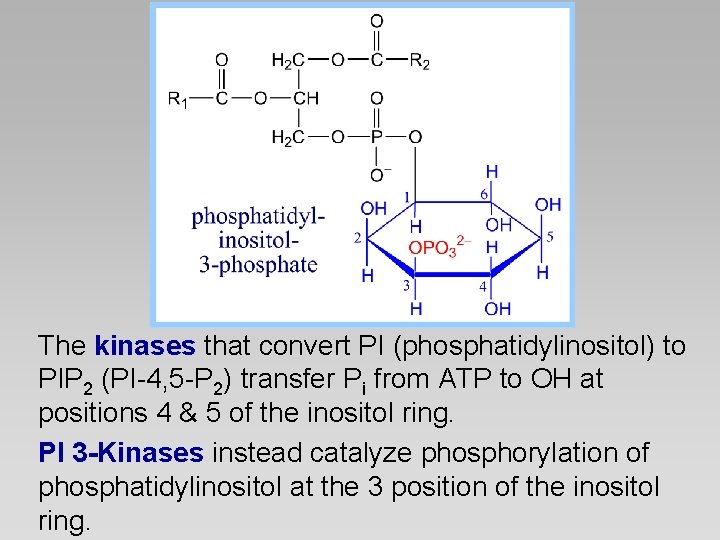 The kinases that convert PI (phosphatidylinositol) to PIP 2 (PI-4, 5 -P 2) transfer