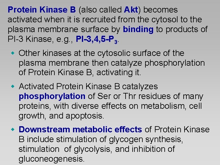 Protein Kinase B (also called Akt) becomes activated when it is recruited from the