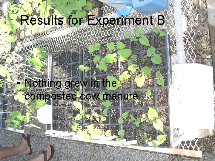 Results for Experiment B • Nothing grew in the composted cow manure 