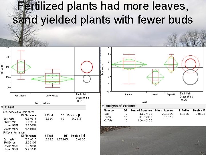 Fertilized plants had more leaves, sand yielded plants with fewer buds 