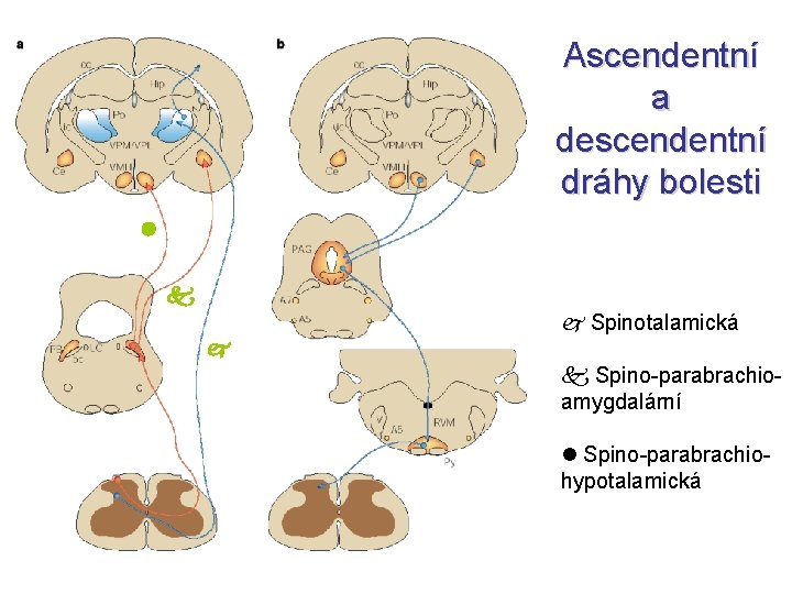 Ascendentní a descendentní dráhy bolesti Spinotalamická Spino-parabrachioamygdalární Spino-parabrachiohypotalamická 