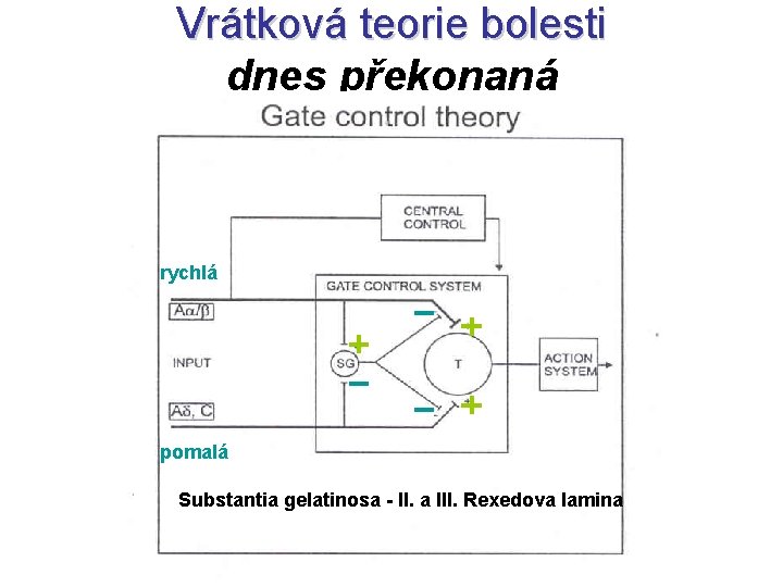 Vrátková teorie bolesti dnes překonaná rychlá pomalá Substantia gelatinosa - II. a III. Rexedova