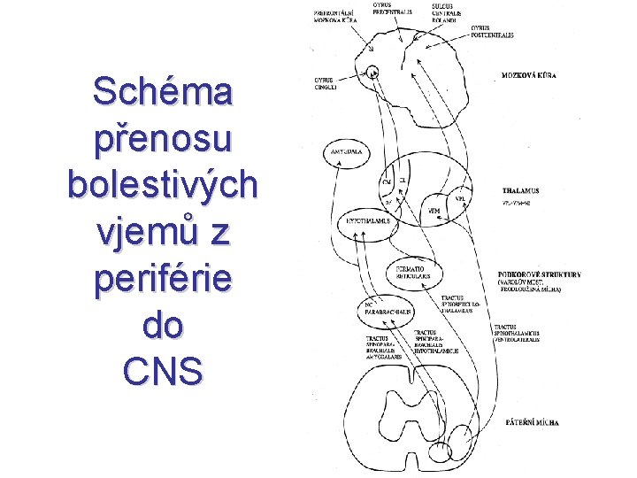 Schéma přenosu bolestivých vjemů z periférie do CNS 