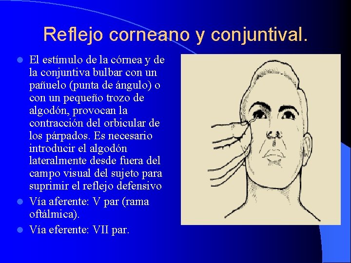 Reflejo corneano y conjuntival. El estímulo de la córnea y de la conjuntiva bulbar