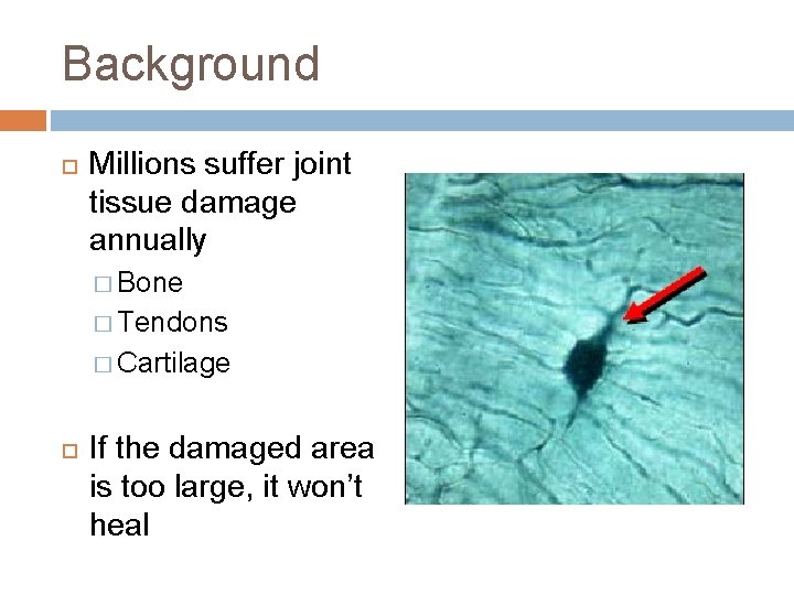 Background Millions suffer joint tissue damage annually � Bone � Tendons � Cartilage If