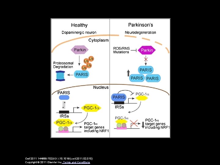 Cell 2011 144689 -702 DOI: (10. 1016/j. cell. 2011. 02. 010) Copyright © 2011