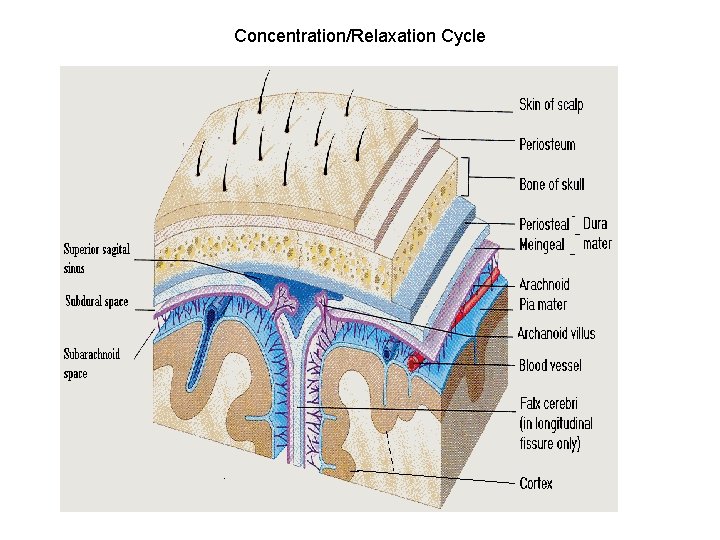 Concentration/Relaxation Cycle 