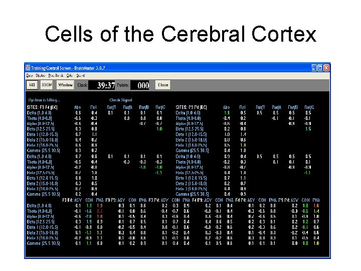 Cells of the Cerebral Cortex 