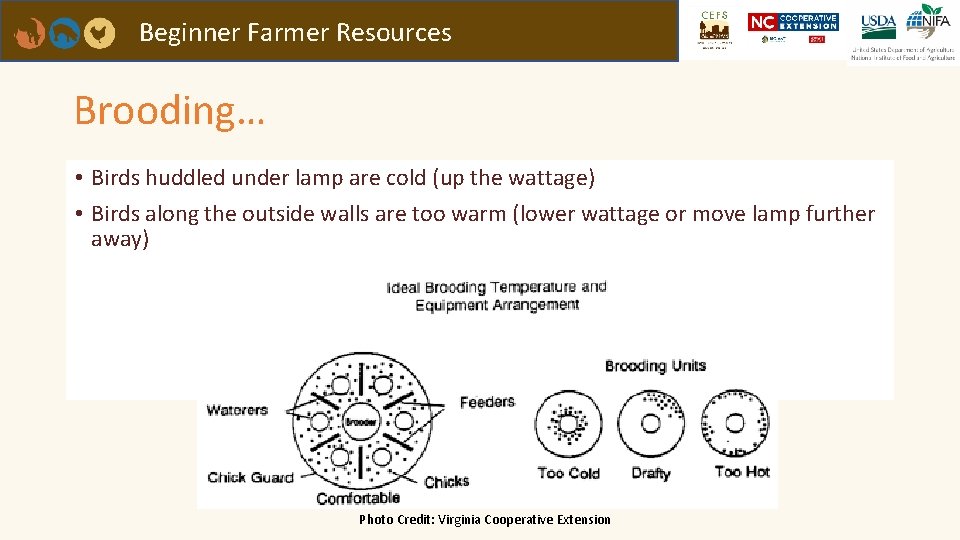 Beginner Farmer Resources Brooding… • Birds huddled under lamp are cold (up the wattage)