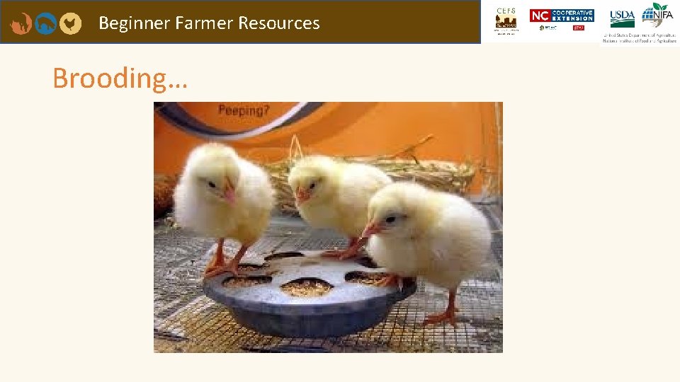 Beginner Farmer Resources Brooding… 