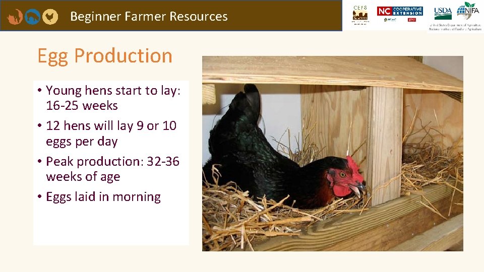 Beginner Farmer Resources Egg Production • Young hens start to lay: 16 -25 weeks