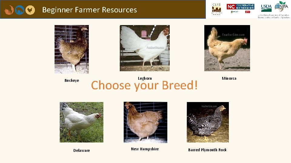 Beginner Farmer Resources Buckeye Delaware Leghorn Choose your Breed! New Hampshire Minorca Barred Plymouth