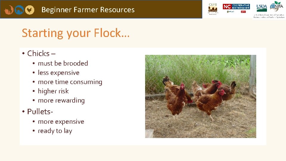 Beginner Farmer Resources Starting your Flock… • Chicks – • • • must be