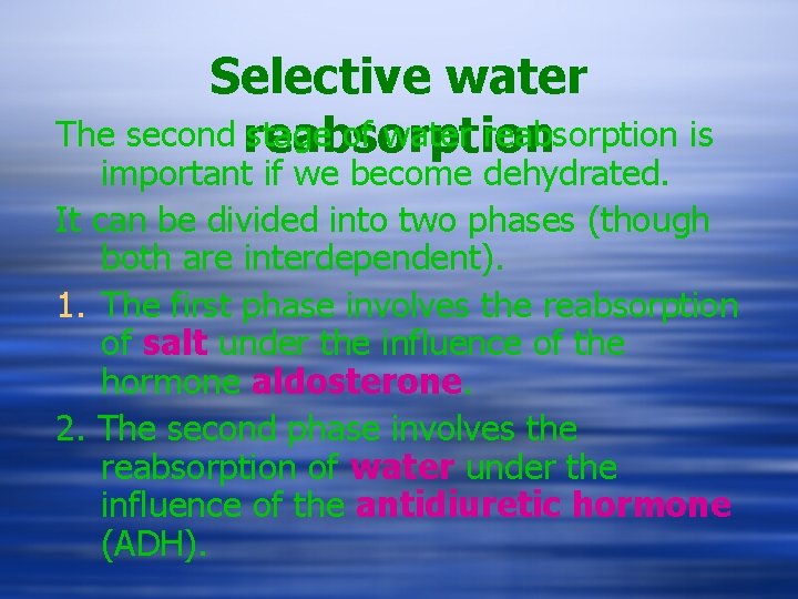 Selective water The second reabsorption stage of water reabsorption is important if we become