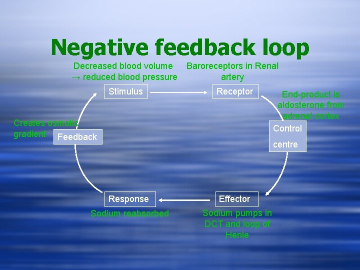 Negative feedback loop Decreased blood volume Baroreceptors in Renal → reduced blood pressure artery
